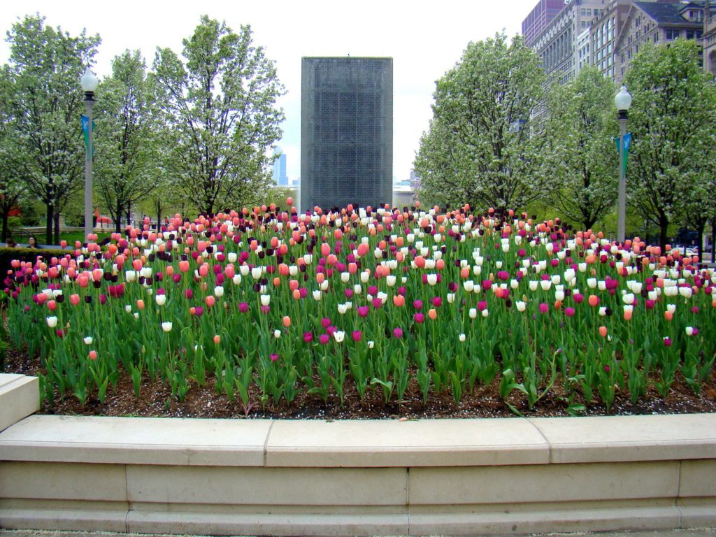 Tulipas no Millenium Park 